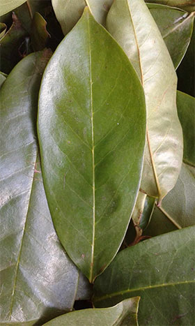 Blätter der Stachelannone